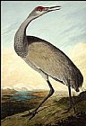 John James Audubon Canvas Paintings - Hooping Crane